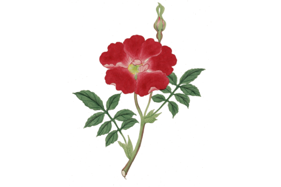 Download Watercolor Flower Design - Watercolor Collection
