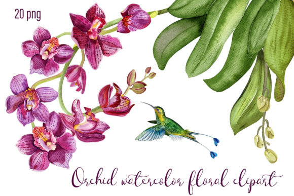 Download Orchid Watercolor Floral Digital Clipart - Premium Resources